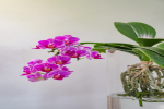 刚买的蝴蝶兰掉花苞的原因是什么？蝴蝶兰需要阳光照射吗？