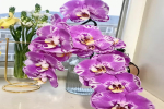 蝴蝶兰剪枝如何插放花瓶保鲜呢？剪下来的花枝怎样保存会久一点？