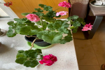 夏天什么花怕晒太阳呢？夏天30度植物还要浇水施肥吗？