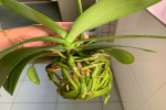 蝴蝶兰换盆最简单步骤是什么？蝴蝶兰水苔要压实吗？