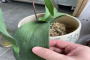 蝴蝶兰叶子软了怎么办？蝴蝶兰掉花苞最简单处理呢？