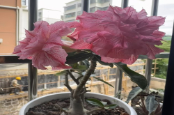 什么植物水浇多了会死掉?不怕干旱的植物有哪些?