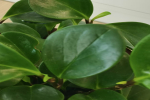 摘片叶子插土里能活吗？有土就能活的植物有哪些？