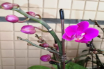 如何让蝴蝶兰根系发达一些呢？养蝴蝶兰用什么树皮最好？