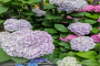 8月修剪的花卉有哪些？花卉的修剪时期和修剪方法？