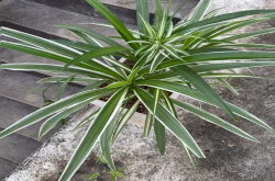 对人体健康有益的花卉有哪些？能吸附灰尘的植物有哪些种类？