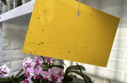 兰花盆里很多小黑飞虫原因？蝴蝶兰病虫害防治措施？