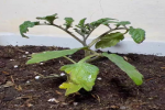 为什么番茄苗会自己断茎呢？番茄苗中间干断是什么原因造成的？