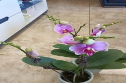 蝴蝶兰出现虫子的危害有哪些？蝴蝶兰出现虫子要马上去除吗？