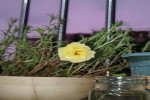 耐高温的花卉有哪些品种？适合懒人养的室内绿植推荐？