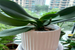 蝴蝶兰剪梗从哪里剪好？蝴蝶兰花开花后什么时候剪花杆？