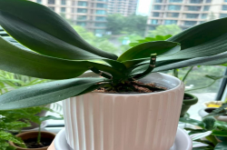 蝴蝶兰剪梗从哪里剪好？蝴蝶兰花开花后什么时候剪花杆？