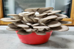 ​家庭可以种植蘑菇吗？家庭可以种植蘑菇哪些品种呢