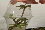 兰花的扦插繁殖成功率高吗？蝴蝶兰高芽怎么分株的呢？
