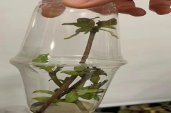 兰花的扦插繁殖成功率高吗？蝴蝶兰高芽怎么分株的呢？