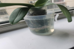 怎样给蝴蝶兰花浇水呢？蝴蝶兰淋水注意哪些事项呢？