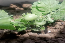 番茄快成熟的时候烂了是什么病？番茄生长中出现烂果怎么办？