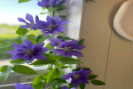 渐变色的花叫什么名字？适合阳台养护的花有哪些呢？