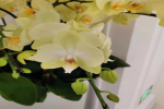 室内养什么花最好最吉利？室内最旺三种花卉是什么？