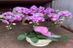 蝴蝶兰种植用泥炭土可以吗？蝴蝶兰用什么泥种最好呢？