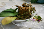 蝴蝶兰植料腐烂,变质,发黑怎么处理？蝴蝶兰换植料的要点是什么？