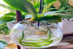 蝴蝶兰可以水培但为什么怕水呢？蝴蝶兰半水培好还是全水培好？