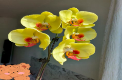蝴蝶兰浇水时间是几点呢？蝴蝶兰浇水多少天可以浇水呢？