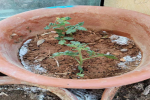 盆栽小番茄需要人工授粉吗？阳台番茄怎么人工授粉