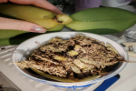 蝴蝶兰切头了还能活吗？蝴蝶兰根系多坏根怎么办呢？