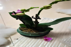蝴蝶兰是攀附大树还是不攀附树好？蝴蝶兰是喜欢阴还是喜欢阳？