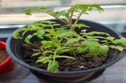 番茄软腐病会导致烂果吗？番茄软腐病导致烂果怎么办呢？