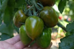 迷彩小番茄是什么品种？迷彩小番茄是转基因吗？