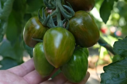 迷彩小番茄是什么品种？迷彩小番茄是转基因吗？