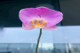蝴蝶兰气生根和花芽的区别在哪？蝴蝶兰的芽是什么样子的？