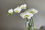 蝴蝶兰白色花有哪些品种名称？蝴蝶兰白色那个花朵更大？