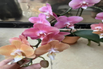 湿养蝴蝶兰花怎样养护好呢？蝴蝶兰花盆底下没有洞可以吗？