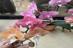湿养蝴蝶兰花怎样养护好呢？蝴蝶兰花盆底下没有洞可以吗？