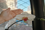 蝴蝶兰盛花期如何养护呢？蝴蝶兰开花期间怎么浇水呢？