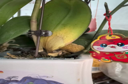 蝴蝶兰病害高发期是几月呢？蝴蝶兰常见的病症有哪些？