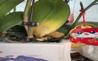 蝴蝶兰病害高发期是几月呢？蝴蝶兰常见的病症有哪些？