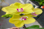 养蝴蝶兰花量总不够怎么办呢？让蝴蝶兰开花多的方法是什么？