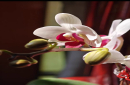 高温的夏天阳台养兰花咋养呢？夏天能养的蝴蝶兰有哪几种呢？