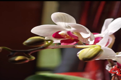 高温的夏天阳台养兰花咋养呢？夏天能养的蝴蝶兰有哪几种呢？