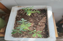 番茄主根为什么盘着会变色？番茄主根是螺旋根怎么回事？