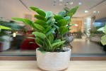 一个月不浇水都死不了的盆栽？不浇水也有花的植物叫什么？