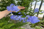 耐养又漂亮的植物有哪些品种？四季开花的花卉有哪些？