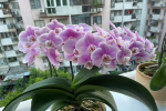蝴蝶兰小白药正确使用方法？蝴蝶兰杀虫剂哪种好一点呢？