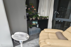 蝴蝶兰高温及通风不足怎么办？夏季蝴蝶兰能吹电风扇吗？