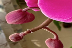 蝴蝶兰促开花怎么养？蝴蝶兰光照一定要用太阳光吗？
