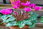 夏天养花需要天天浇水吗？夏天枯萎的植物有哪些呢？